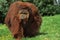 Orang Utan, pongo pygmaeus, Male standing on Grass