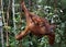 Orang Utan, pongo pygmaeus, Mother with Young hanging from Branch, Borneo