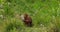 Orang Utan, pongo pygmaeus, Young in the vegetation, slow motion