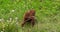 Orang utan, pongo pygmaeus, young in the vegetation, slow motion