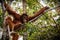 Orang Utan sitting on a tree in Borneo Indonesia