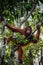 Orang Utan sitting on a tree in Borneo Indonesia