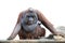 Orang utan sitting on white 1