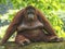 Orang Utan is taking a rest