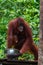 Orang Utang drinking from bowl in jungle of Borneo