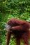 Orang Utang drinking from bowl in jungle of Borneo