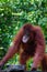 Orang Utang drinking from bowl in jungle of Borneo