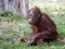 Orang Utang Pongo pygmaeus youngster sitting in the grass