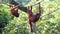 Orang utans swinging in their habitat