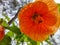The orange abutilon flower that blooms perfectly in a nature park. Taken from below.