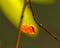 Orange accrete berries on a branch on a green background. Yellow cherry at the tree . Tasty fruits on the branch