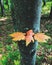 Orange acer tataricum subsp tree leaves