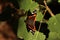 Orange Admiral Butterfly On a Leaf