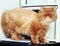 orange adult persian cat looking forward