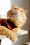 orange adult persian cat with looking up