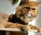 orange adult persian cat with wide eyes