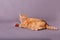 Orange adult tabby short haired cat laying down by strawberry in studio portrait