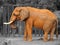 Orange African Elephant