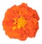 Orange African Marigold