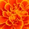 Orange african marigold ; for abstract background