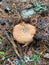 Orange agaric mushroom