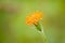 Orange Agoseris - Flowers in Nature