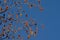 Orange alder catkins on a blue sky