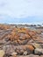 Orange Algae covered rocks at the seashore on a rock platform.