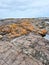 Orange Algae covered rocks at the seashore on a rock platform.