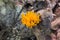 Orange alocera viscosa, yellow stagshorn mushroom closeup selective focus