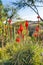 Orange Aloe Cactus Landscape Atotonilco Mexico