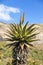 Orange aloe flowers in Karoo