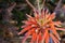 Orange Aloe Maculata Cactus Flowerhead