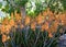 Orange aloe vera flowers