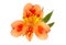 Orange Alstroemeria flower head