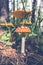 Orange amanita in the forest