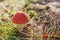 Orange amanita in the forest in Autumn, orange mashroom, fly agaric in the forest, uneatable mushroom, poisonous mushroom. Natural