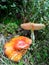 Orange Amanita muscaria Fly Agaric in the mountains in autumn