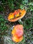 Orange Amanita muscaria Fly Agaric in the mountains in autumn