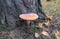 Orange amanita under the tree among fallen leaves and grass