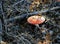 Orange amanita under the tree Among fallen Pine cones and dry needles.