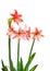 Orange Amaryllis