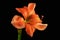 Orange amaryllis flower