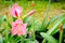 Orange Amaryllis flower blooms in garden,Bright Orange Amaryllis