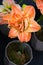 Orange Amaryllis or Hippeastrum in a pot