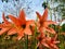 Orange Amaryllis lily flower
