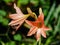 Orange amaryllis in the sunshine day