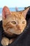 Orange American domestic short hair tabby cat