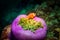 Orange amphiprion in anemones during a diving tour at Maldives