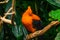 Orange Andean of the Rock Bird